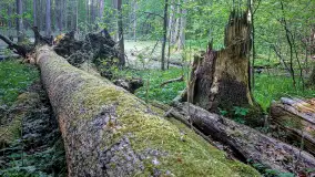 Rezerwat Przyrody Sztynort - zdjęcie 7