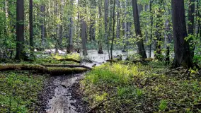 Rezerwat Przyrody Sztynort - zdjęcie 4