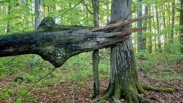Rezerwat Przyrody Sztynort - zdjęcie 2