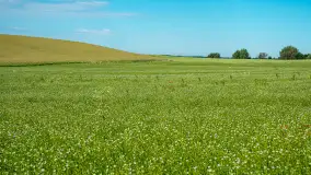 W gospodarstwie Mazurski Plon - uprawy praca i produkty - zdjęcie 24