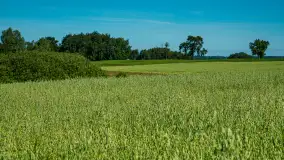 W gospodarstwie Mazurski Plon - uprawy praca i produkty - zdjęcie 19