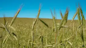 W gospodarstwie Mazurski Plon - uprawy praca i produkty - zdjęcie 12