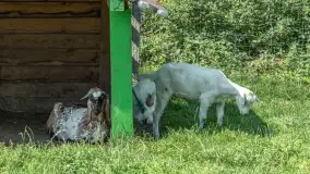 Mini Zoo w Kąpie, setki zwierząt które powinieneś poznać - zdjęcie 13