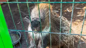 Mini Zoo w Kąpie, setki zwierząt które powinieneś poznać - zdjęcie 19