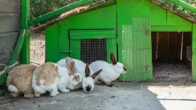Mini Zoo w Kąpie, setki zwierząt które powinieneś poznać - zdjęcie 6