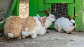 Mini Zoo w Kąpie, setki zwierząt które powinieneś poznać - zdjęcie 10