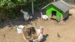 Mini Zoo w Kąpie, setki zwierząt które powinieneś poznać - zdjęcie 40