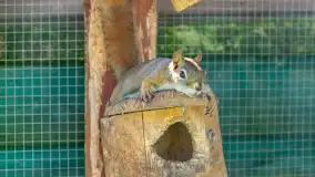 Mini Zoo w Kąpie, setki zwierząt które powinieneś poznać - zdjęcie 4