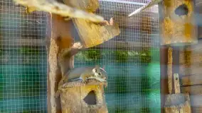 Mini Zoo w Kąpie, setki zwierząt które powinieneś poznać - zdjęcie 50
