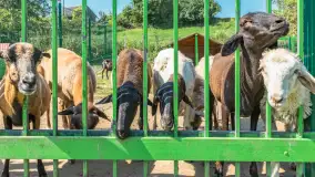 Mini Zoo w Kąpie, setki zwierząt które powinieneś poznać - zdjęcie 17