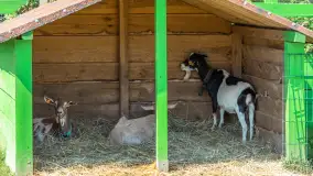 Mini Zoo w Kąpie, setki zwierząt które powinieneś poznać - zdjęcie 53