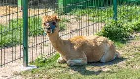 Mini Zoo w Kąpie, setki zwierząt które powinieneś poznać - zdjęcie 2