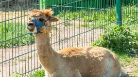 Mini Zoo w Kąpie, setki zwierząt które powinieneś poznać - zdjęcie 36