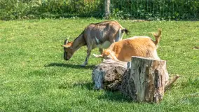 Mini Zoo w Kąpie, setki zwierząt które powinieneś poznać - zdjęcie 15