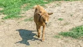 Mini Zoo w Kąpie, setki zwierząt które powinieneś poznać - zdjęcie 42