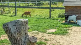 Mini Zoo w Kąpie, setki zwierząt które powinieneś poznać - zdjęcie 49