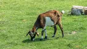 Mini Zoo w Kąpie, setki zwierząt które powinieneś poznać - zdjęcie 55