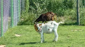 Mini Zoo w Kąpie, setki zwierząt które powinieneś poznać - zdjęcie 65