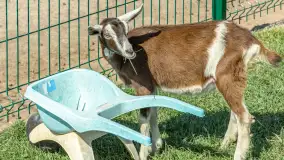 Mini Zoo w Kąpie, setki zwierząt które powinieneś poznać - zdjęcie 30