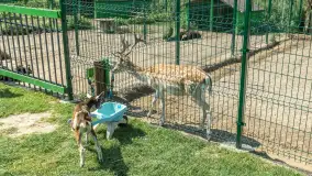 Mini Zoo w Kąpie, setki zwierząt które powinieneś poznać - zdjęcie 12