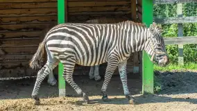 Mini Zoo w Kąpie, setki zwierząt które powinieneś poznać - zdjęcie 11