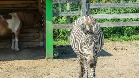Mini Zoo w Kąpie, setki zwierząt które powinieneś poznać - zdjęcie 45