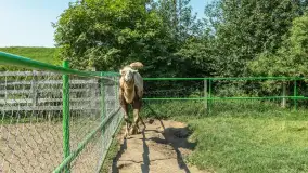 Mini Zoo w Kąpie, setki zwierząt które powinieneś poznać - zdjęcie 7