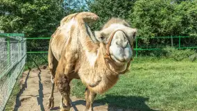 Mini Zoo w Kąpie, setki zwierząt które powinieneś poznać - zdjęcie 32
