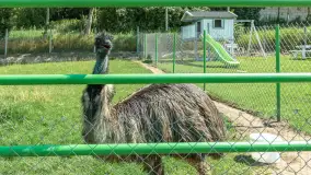 Mini Zoo w Kąpie, setki zwierząt które powinieneś poznać - zdjęcie 61