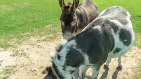 Mini Zoo w Kąpie, setki zwierząt które powinieneś poznać - zdjęcie 28