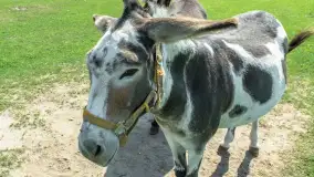 Mini Zoo w Kąpie, setki zwierząt które powinieneś poznać - zdjęcie 44