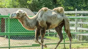 Mini Zoo w Kąpie, setki zwierząt które powinieneś poznać - zdjęcie 25