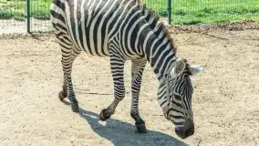 Mini Zoo w Kąpie, setki zwierząt które powinieneś poznać - zdjęcie 23