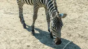 Mini Zoo w Kąpie, setki zwierząt które powinieneś poznać - zdjęcie 57