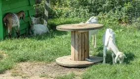 Mini Zoo w Kąpie, setki zwierząt które powinieneś poznać - zdjęcie 20