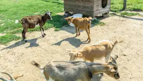 Mini Zoo w Kąpie, setki zwierząt które powinieneś poznać - zdjęcie 21