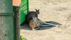 Mini Zoo w Kąpie, setki zwierząt które powinieneś poznać - zdjęcie 18