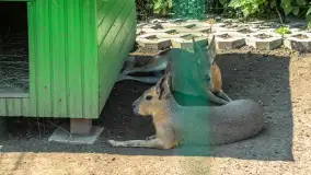 Mini Zoo w Kąpie, setki zwierząt które powinieneś poznać - zdjęcie 63