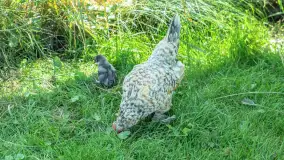 Mini Zoo w Kąpie, setki zwierząt które powinieneś poznać - zdjęcie 60
