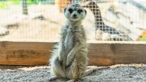 Mini Zoo w Kąpie, setki zwierząt które powinieneś poznać - zdjęcie 52