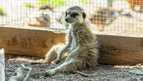 Mini Zoo w Kąpie, setki zwierząt które powinieneś poznać - zdjęcie 34