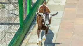 Mini Zoo w Kąpie, setki zwierząt które powinieneś poznać - zdjęcie 59
