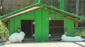 Mini Zoo w Kąpie, setki zwierząt które powinieneś poznać - zdjęcie 47