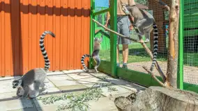 Mini Zoo w Kąpie, setki zwierząt które powinieneś poznać - zdjęcie 38