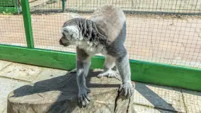 Mini Zoo w Kąpie, setki zwierząt które powinieneś poznać - zdjęcie 39