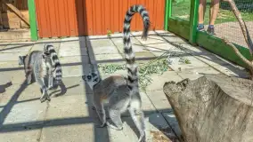 Mini Zoo w Kąpie, setki zwierząt które powinieneś poznać - zdjęcie 31