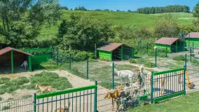 Mini Zoo w Kąpie, setki zwierząt które powinieneś poznać - zdjęcie 48