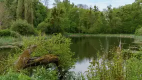 Ruiny pałacu w Wielewie - zdjęcie 26