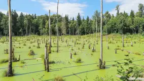 Bagno Minta, Lasy Skaliskie - zdjęcie 9