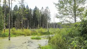 Bagno Minta, Lasy Skaliskie - zdjęcie 2